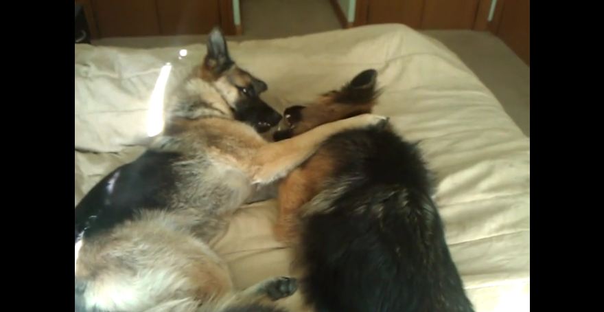 German Shepherd duo share amazing friendship