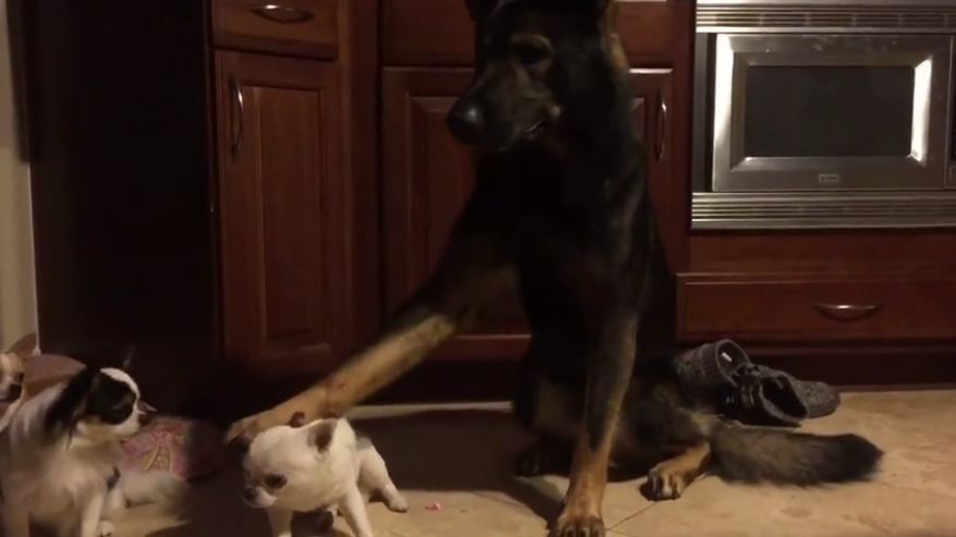 Dog makes it clear who his best friend is