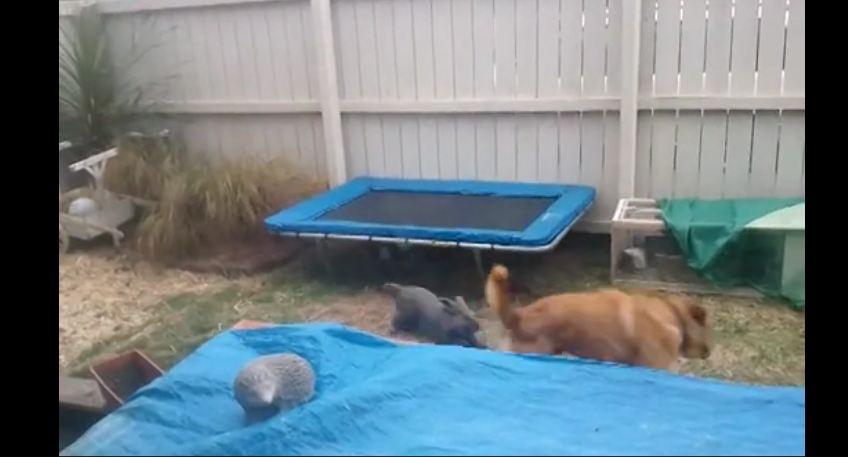 Sharpei dog plays with best friend, a giant rabbit!