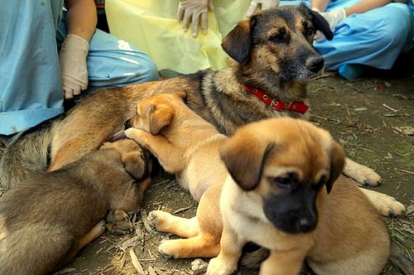 Mama and Puppies Buried Alive Saved in the Nick of Time