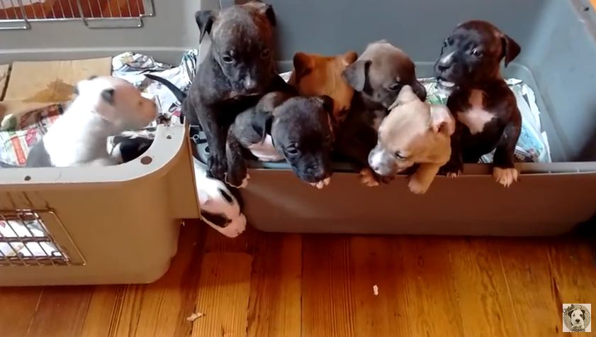 Caution: Here Are Eight Pit Bulls Barking