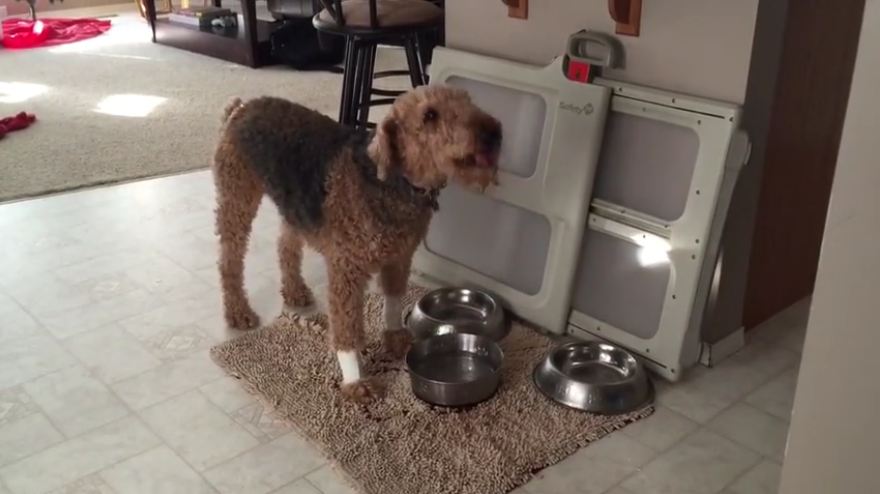 Dog “eats” a bowl of water?!