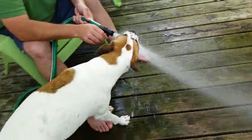 Dog loves drinking water from the hose