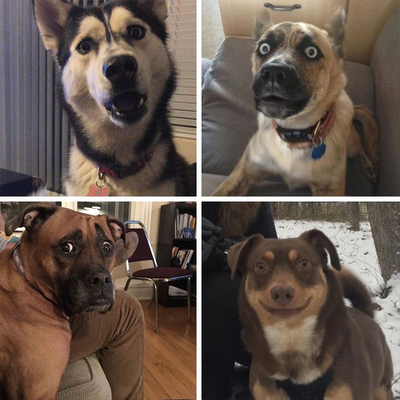 32 Funniest Dog Pictures Of 2015
