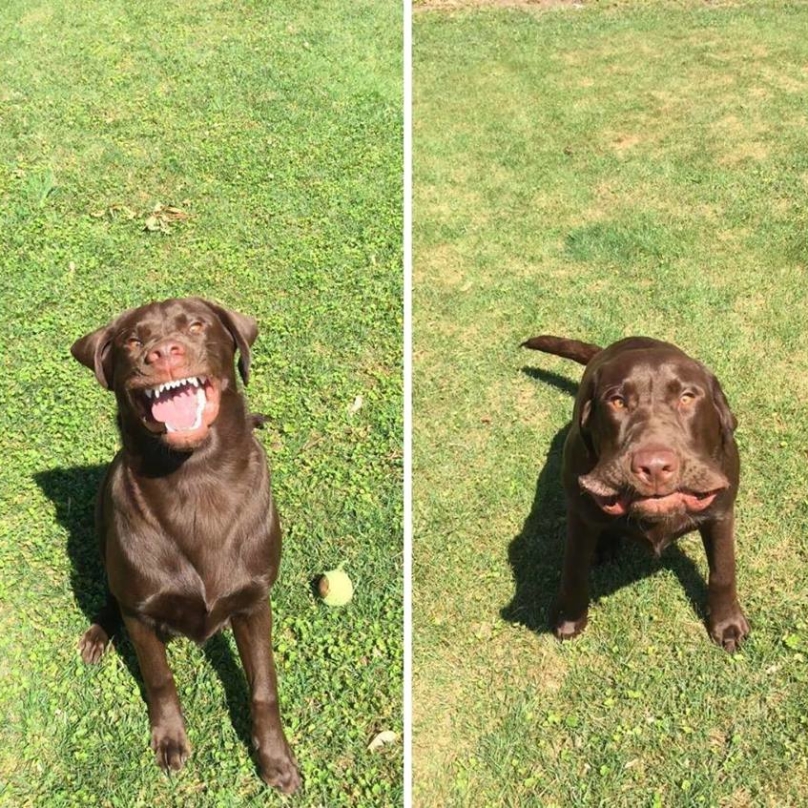 funnydogpics15-22-808x808