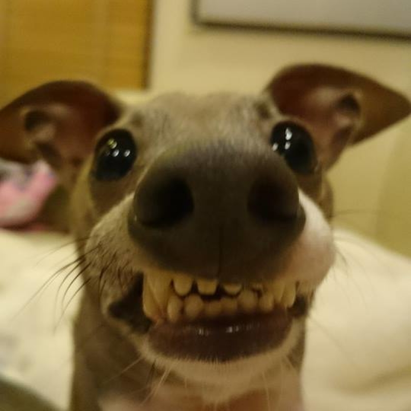 funnydogpics15-24-808x808
