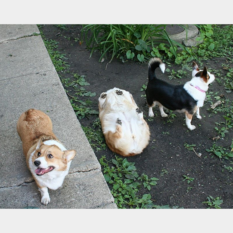 funnydogpics15-25-808x808