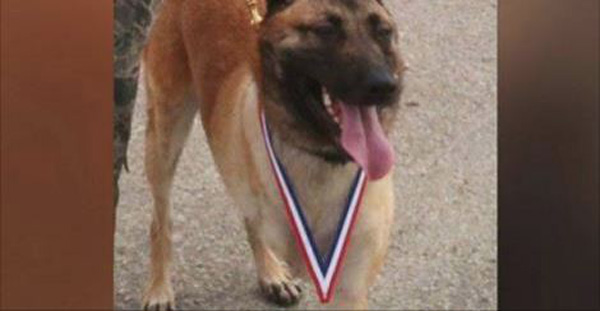 Hero Military Dog That Saved Many In Afghanistan Gets New Lease At Life
