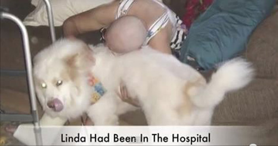 Lost Dog Found Wandering Streets On Extremely Hot Day – How He Made It Home Is INCREDIBLE!