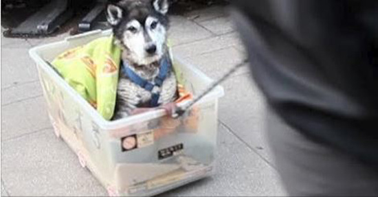 Man’s Devotion To His Ailing Senior Dog Is So Beautiful It’ll Move You To Tears