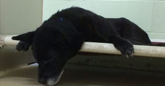 Senior Dog Ditched By Owner After 14 Years Of Friendship. 2 Hours Later, The Biggest Shocker Happens!