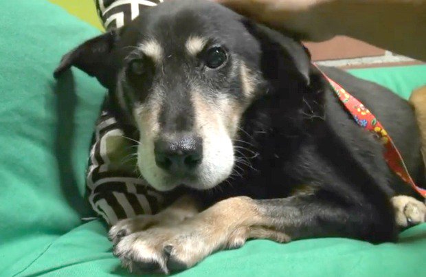 An Amazing Rescue Transforms An Abandoned Senior Dog’s Future