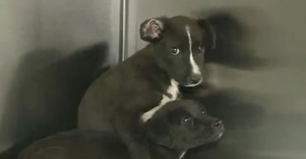 Two Puppies Found Sealed Inside Of An Aquarium Make It Out Alive