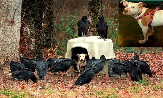 How Vultures – the Harbingers of Death – Brought Life to an Unloved Dog