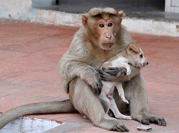 A monkey rescues a puppy and calls it her own