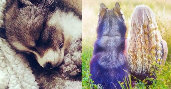 When She Rescued This Husky, She Had No Idea He Would Be Saving Her