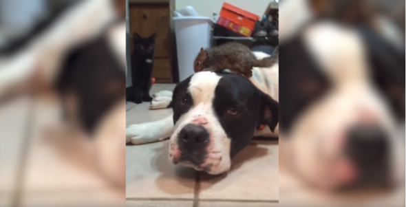 Dog Doesn’t Want Cat Messing with His New Squirrel Friend
