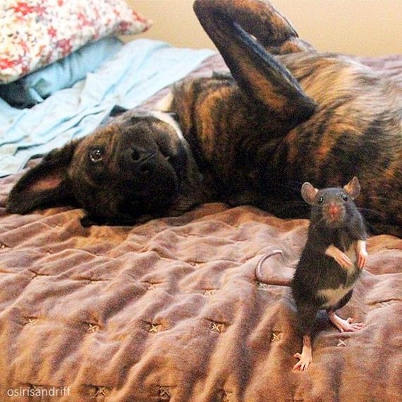 This Dog and Rat Are the Cutest BFFs You’ll Ever See