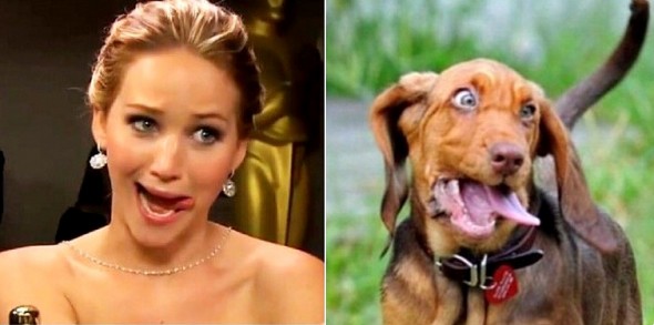 Twitter Account Shows Followers Who Their Dog Twin Is