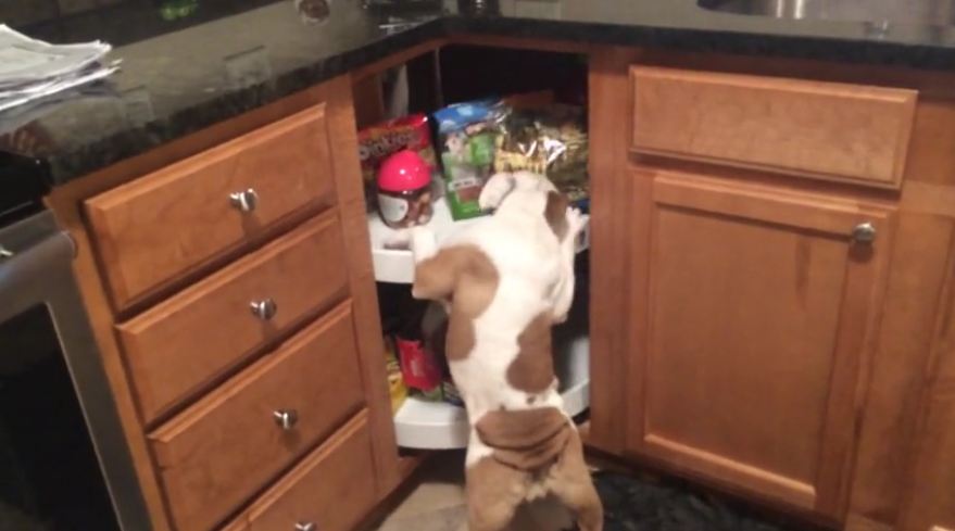 Sneaky puppy knows where to find treats