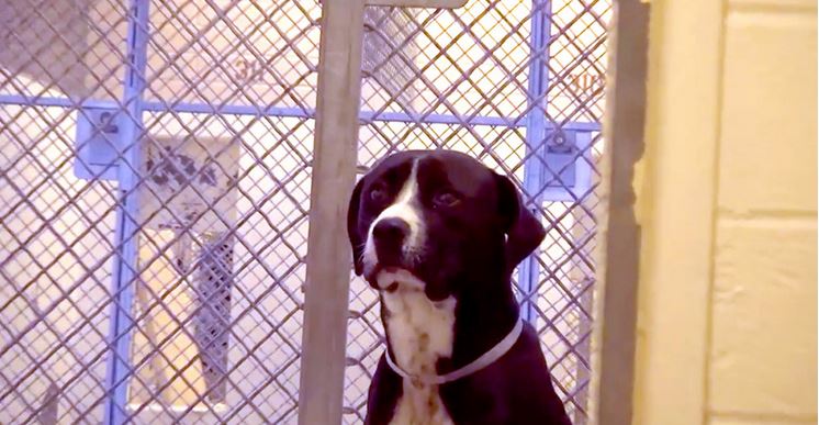 A Scared Shelter Dog Has No Idea He’s About To Have The Best Day EVER!