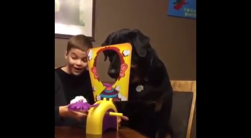 Dog Loves Playing Pie Face