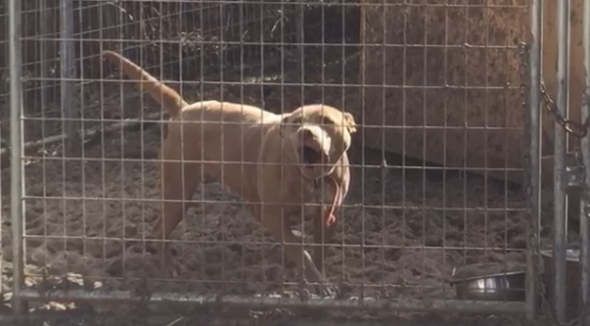 Abandoned Dog Left Out in the Cold Is Now Safe in a Shelter