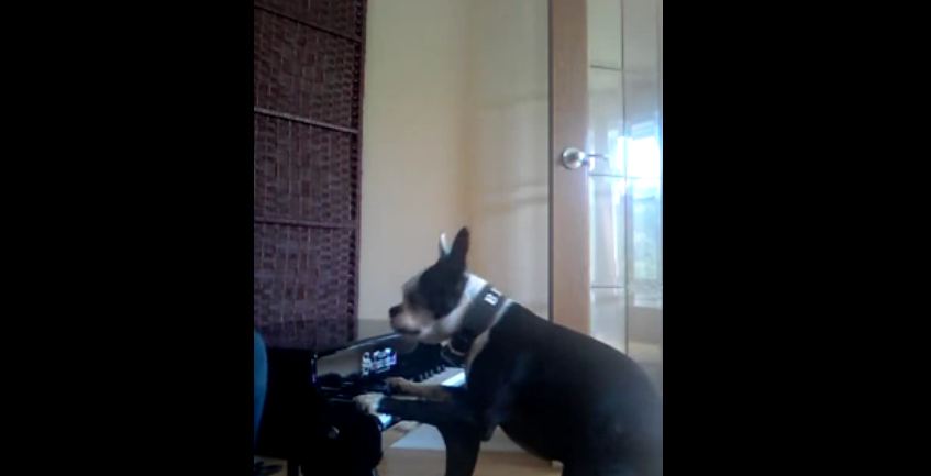 Boston Terrier dog plays the piano