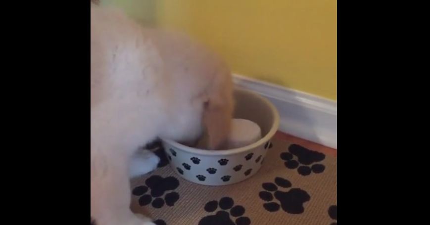 Puppy lets nothing get in the way of meal time