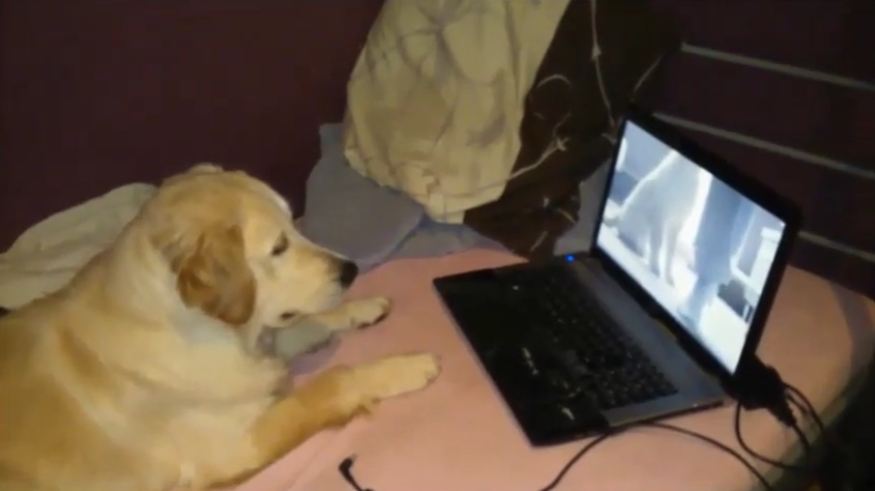 Golden Retriever watches game film of herself learning dog tricks