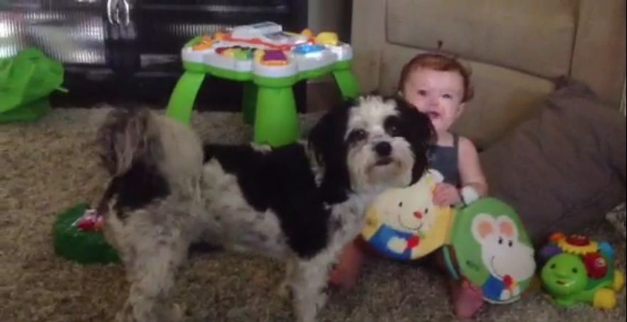 Dog teaches baby how to play the xylophone