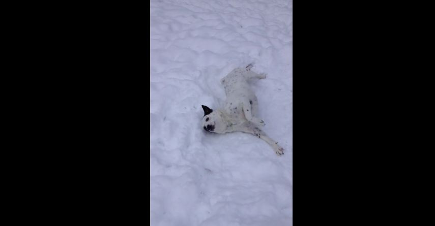 Do you think this dog enjoys the snow?