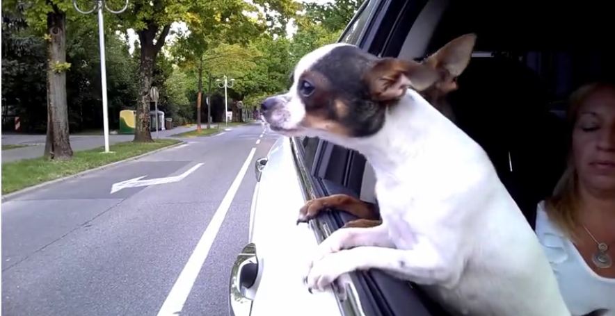 Dog enjoys car ride