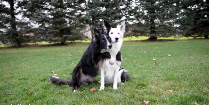 Dogs flawlessly pose for heart-melting photo session