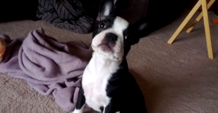 Boston Terrier puppy scared of her own fart!