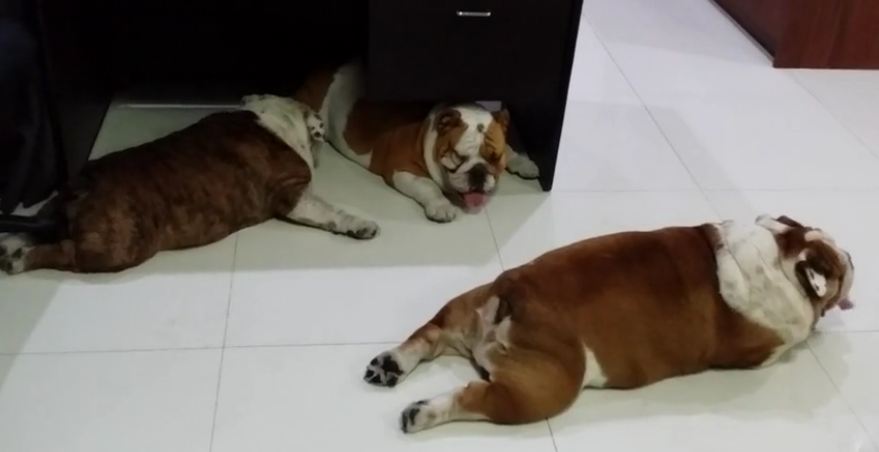 Lazy English Bulldogs sprawl out across office floor