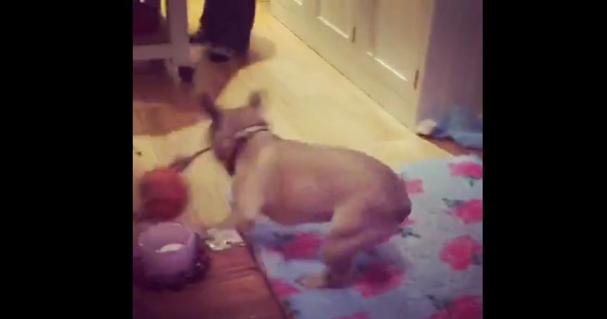 French Bulldog puppy loses it on new dog toy