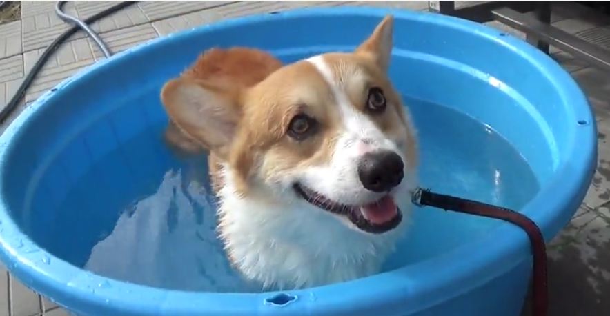 Corgi has mixed feelings about first time pool experience