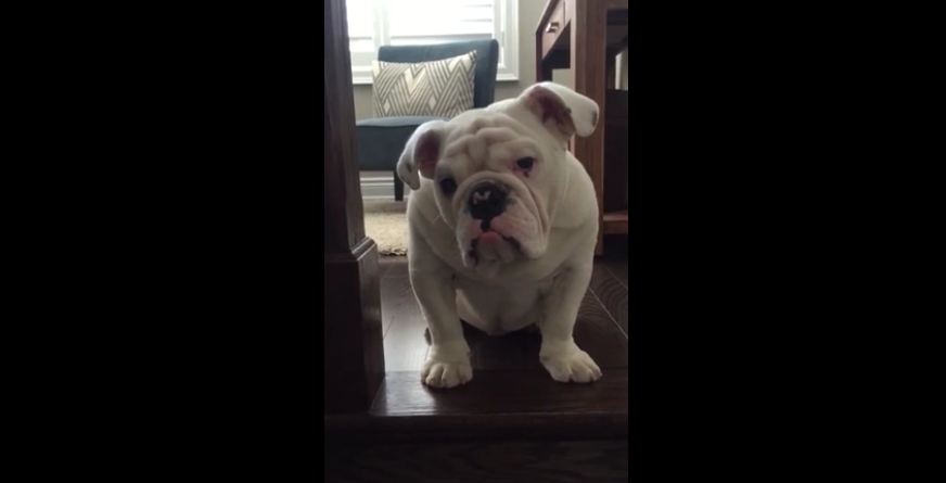 Bulldog puppy comes face to face with biggest fear