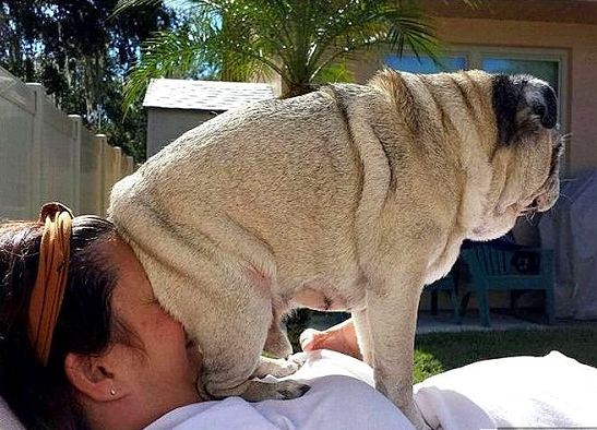 Dogs Who Are Complete Jerks, and Proud of It
