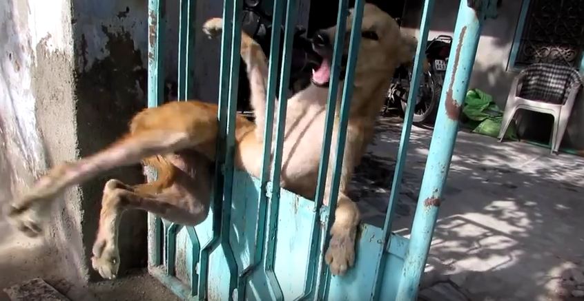 Street Dog Trapped in a Gate Has the Sweetest Reaction to Being Freed