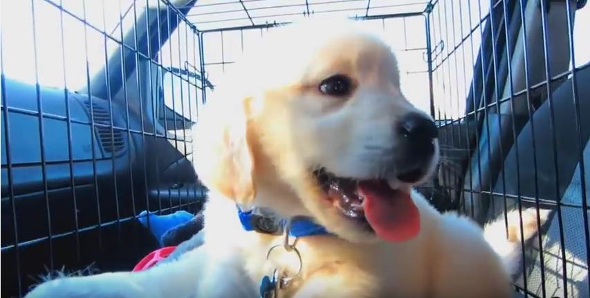 This Cute Time-Lapse Video Of A Puppy’s First Year Is A Must-See For All Dog Lovers