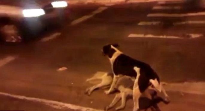 Dog Stands Guard Over Fallen Friend While Humans Do Nothing