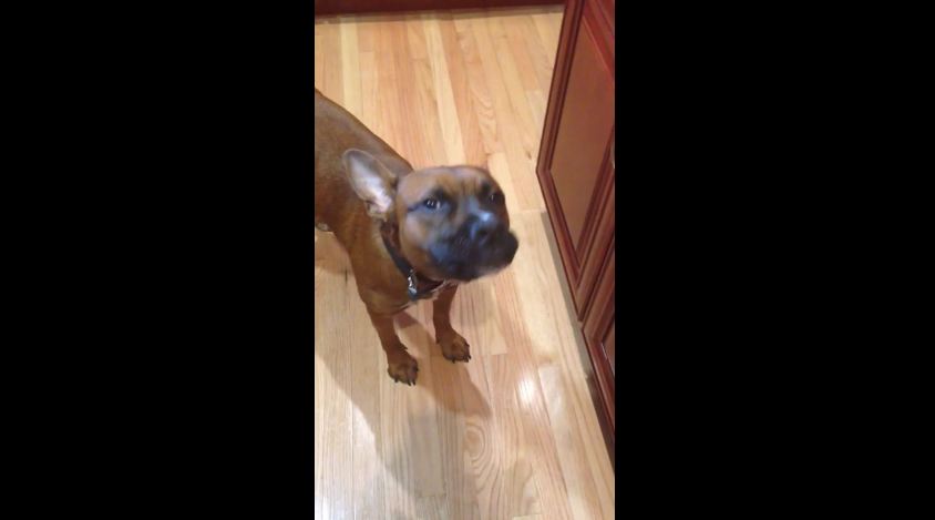 Dog Sings Happy Birthday With Dad
