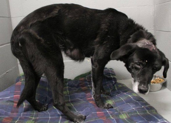 Dog Recovers After Owner Hits Her with Hammer and Abandons Her