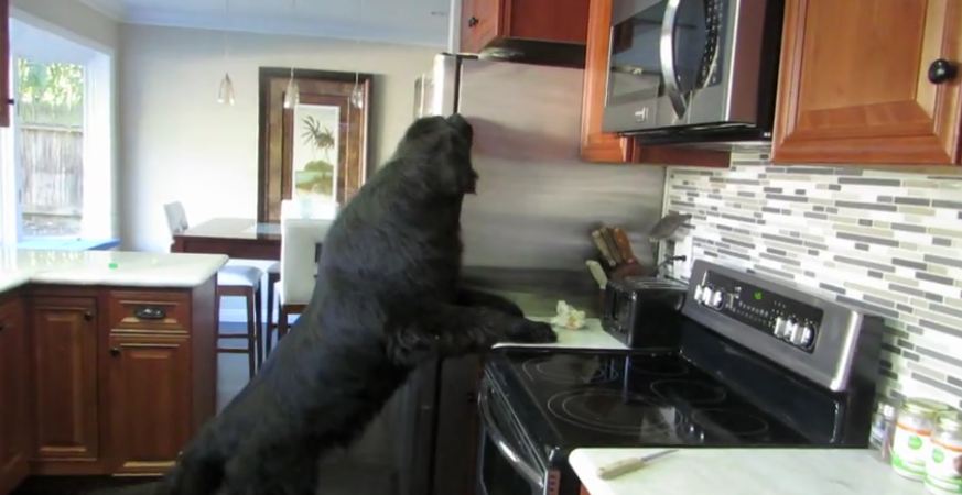 Giant Newfoundland demonstrates just how big he really is!