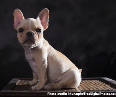 Short-Nose Dogs Are Cute But Over Breeding Them Will Be Their End