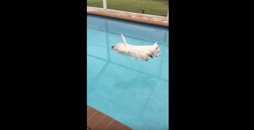 Watch This Dog Show Off Her Amazing Dive Form!