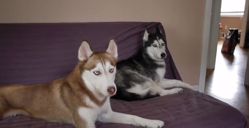 Mishka the Talking Husky says “I want Potatoes!”