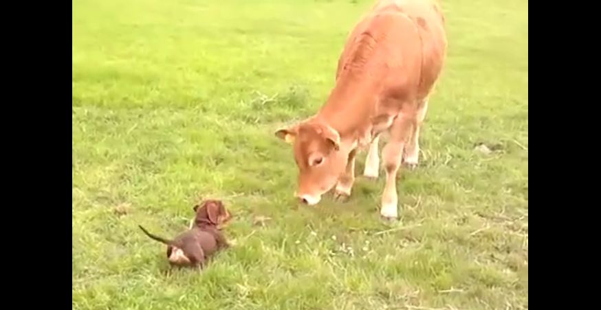 Puppy can’t contain her happiness after meeting cow